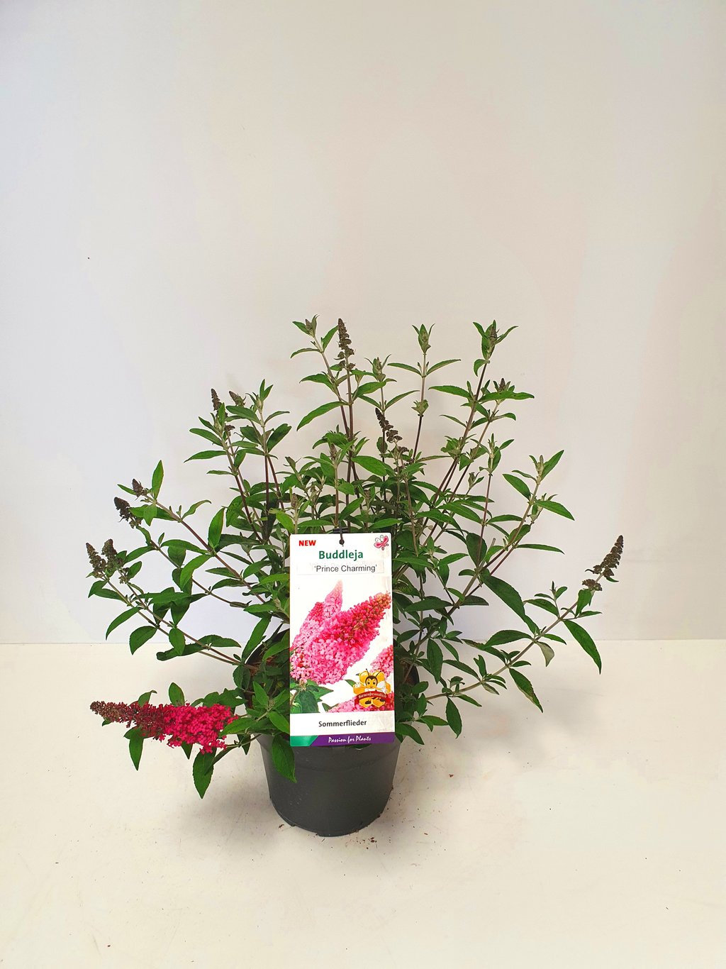 Buddleja d. 'Prince Charming' - C5